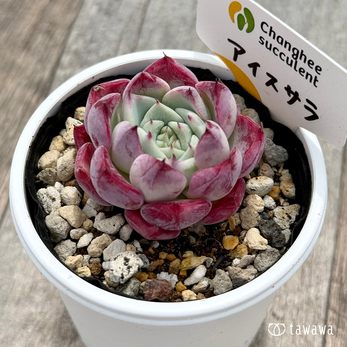 Sato　多肉植物　ビバーシェ　韓国苗 Vlog685] [Succulents] I want some great value mini seedlings