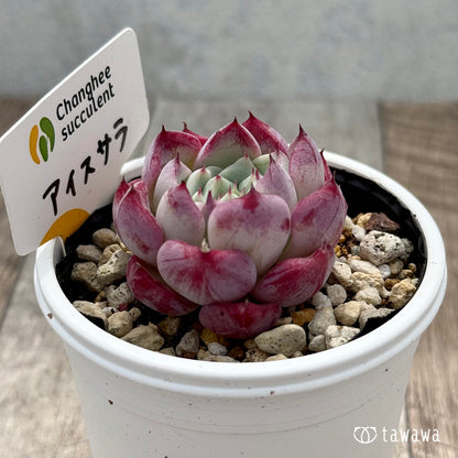 ＊新発売＊　アイスサラ（チャンヒー農園）【tawawaハウス苗】