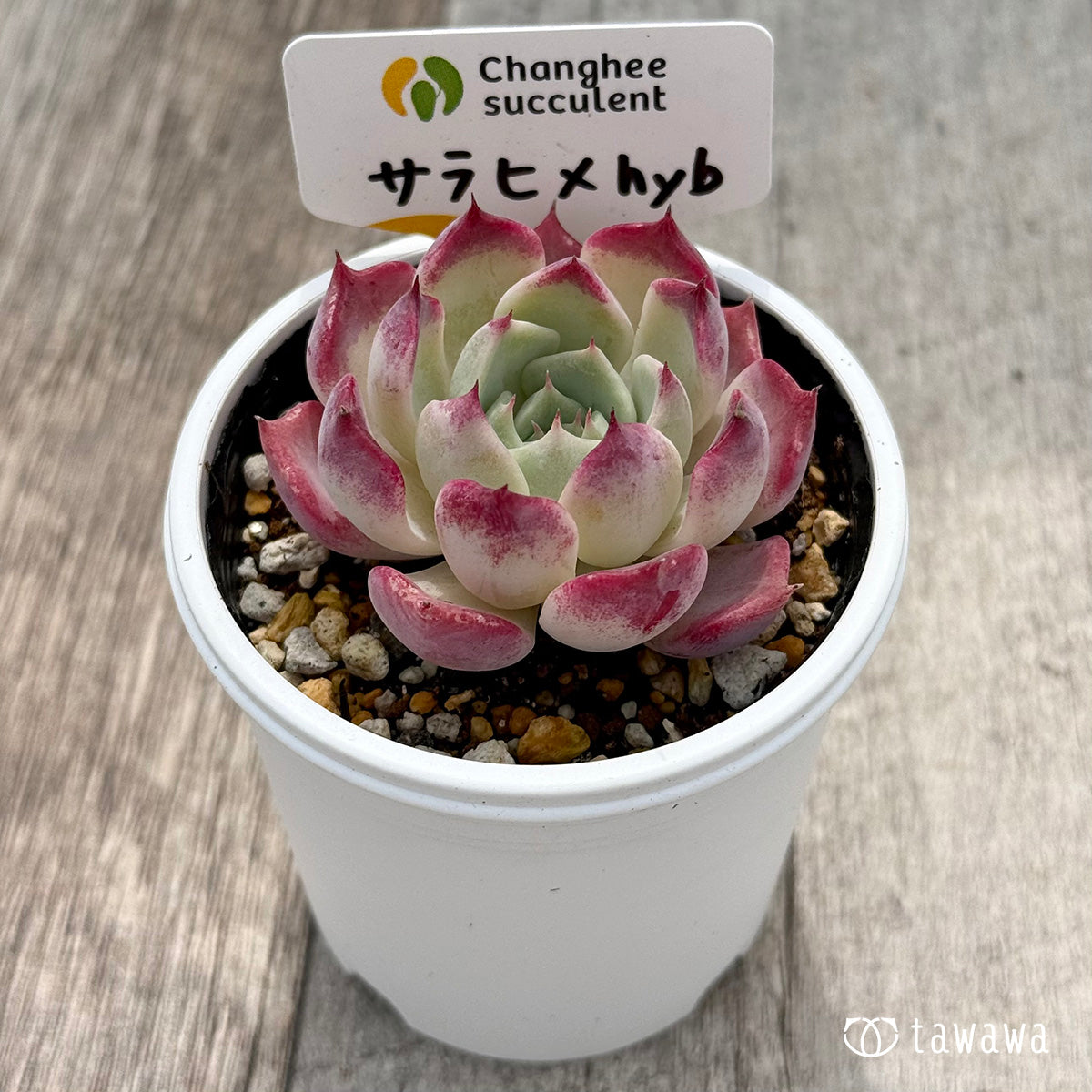 ＊新発売＊　サラヒメhyb （チャンヒー農園）【tawawaハウス苗】