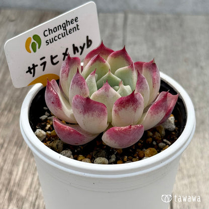 ＊新発売＊　サラヒメhyb （チャンヒー農園）【tawawaハウス苗】