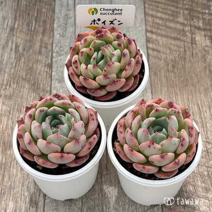 ＊新発売＊　ポイズン（チャンヒー農園）【tawawaハウス苗】