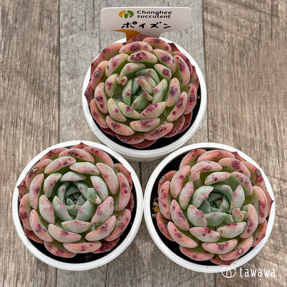 ＊新発売＊　ポイズン（チャンヒー農園）【tawawaハウス苗】