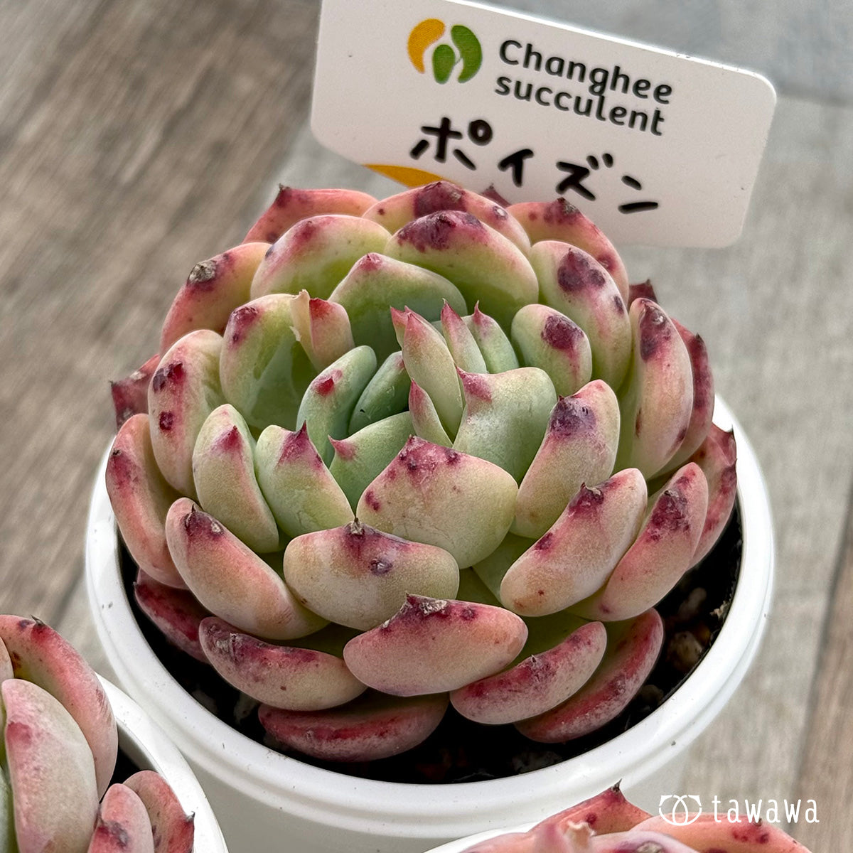 ＊新発売＊　ポイズン（チャンヒー農園）【tawawaハウス苗】