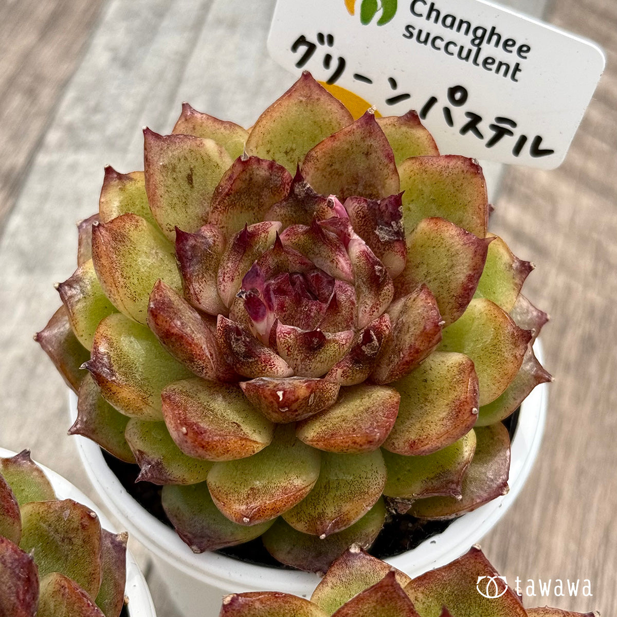 ＊新発売＊　グリーンパステル（チャンヒー農園）【tawawaハウス苗】