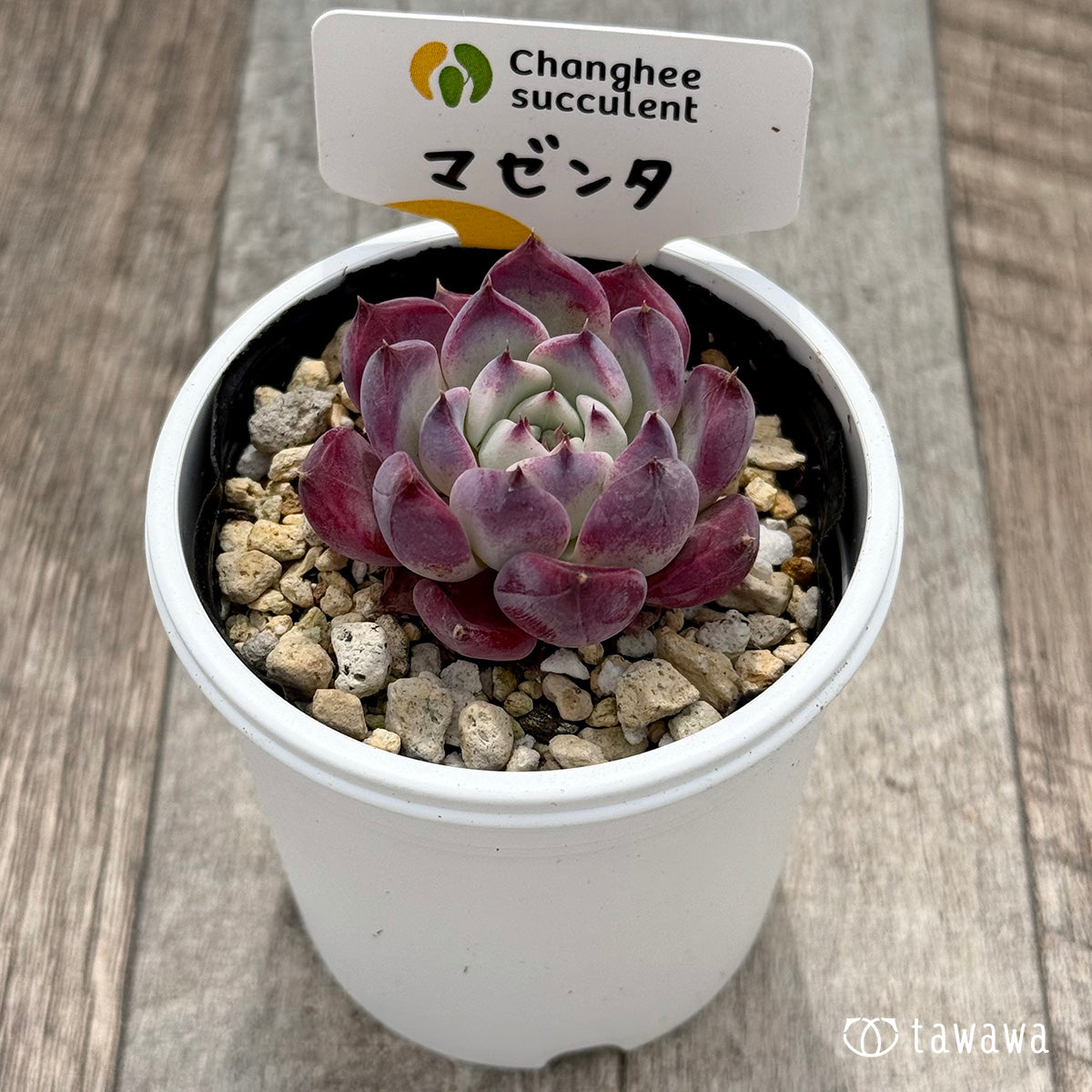 ＊新発売＊　マゼンタ（チャンヒー農園）【tawawaハウス苗】