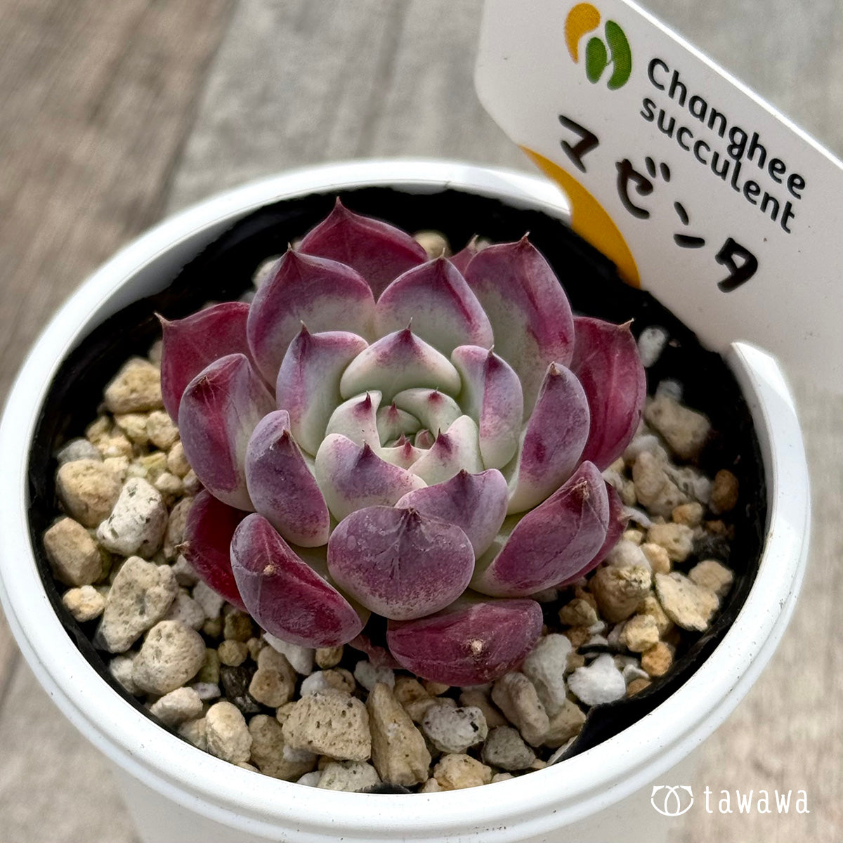 ＊新発売＊　マゼンタ（チャンヒー農園）【tawawaハウス苗】