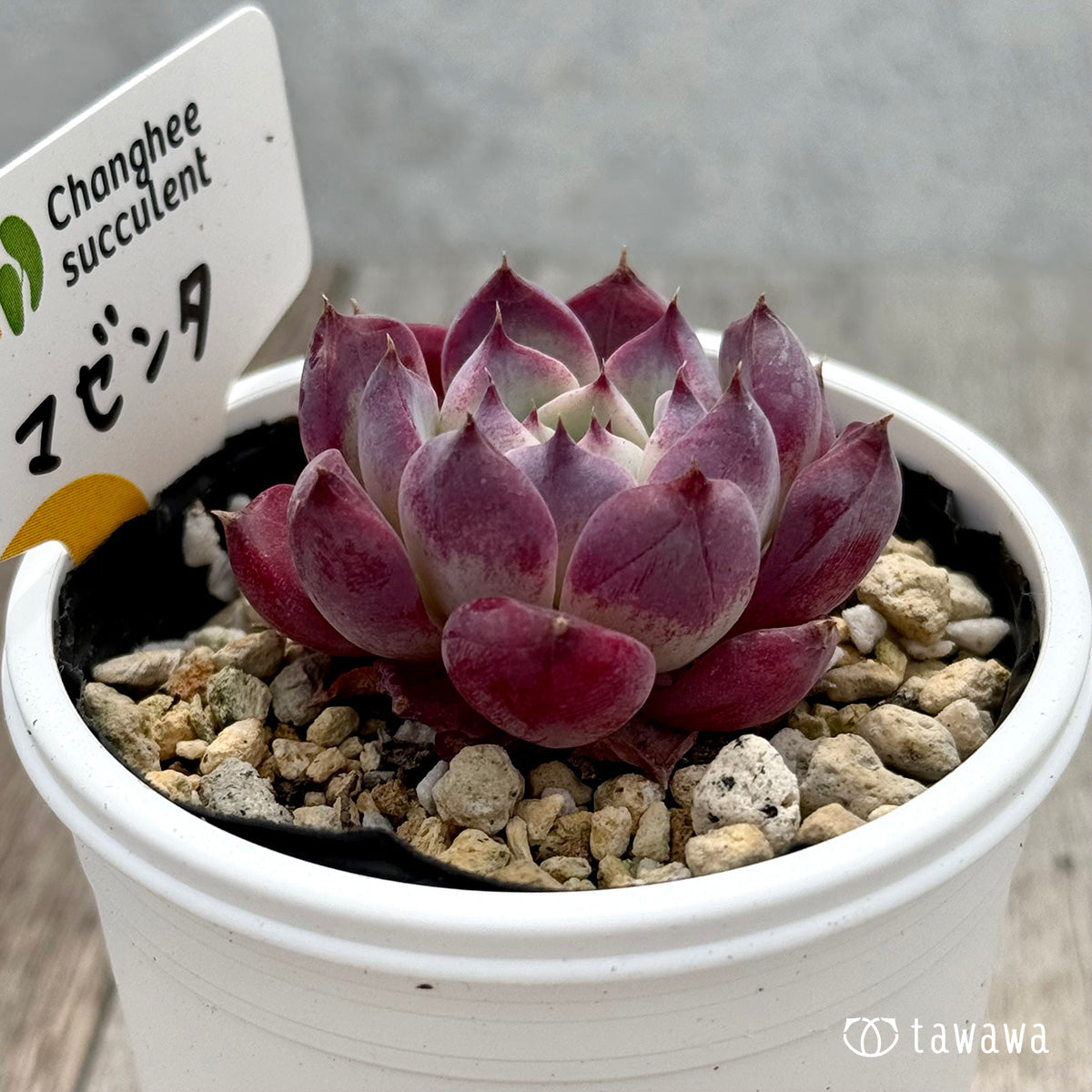 ＊新発売＊　マゼンタ（チャンヒー農園）【tawawaハウス苗】