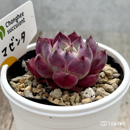 ＊新発売＊　マゼンタ（チャンヒー農園）【tawawaハウス苗】