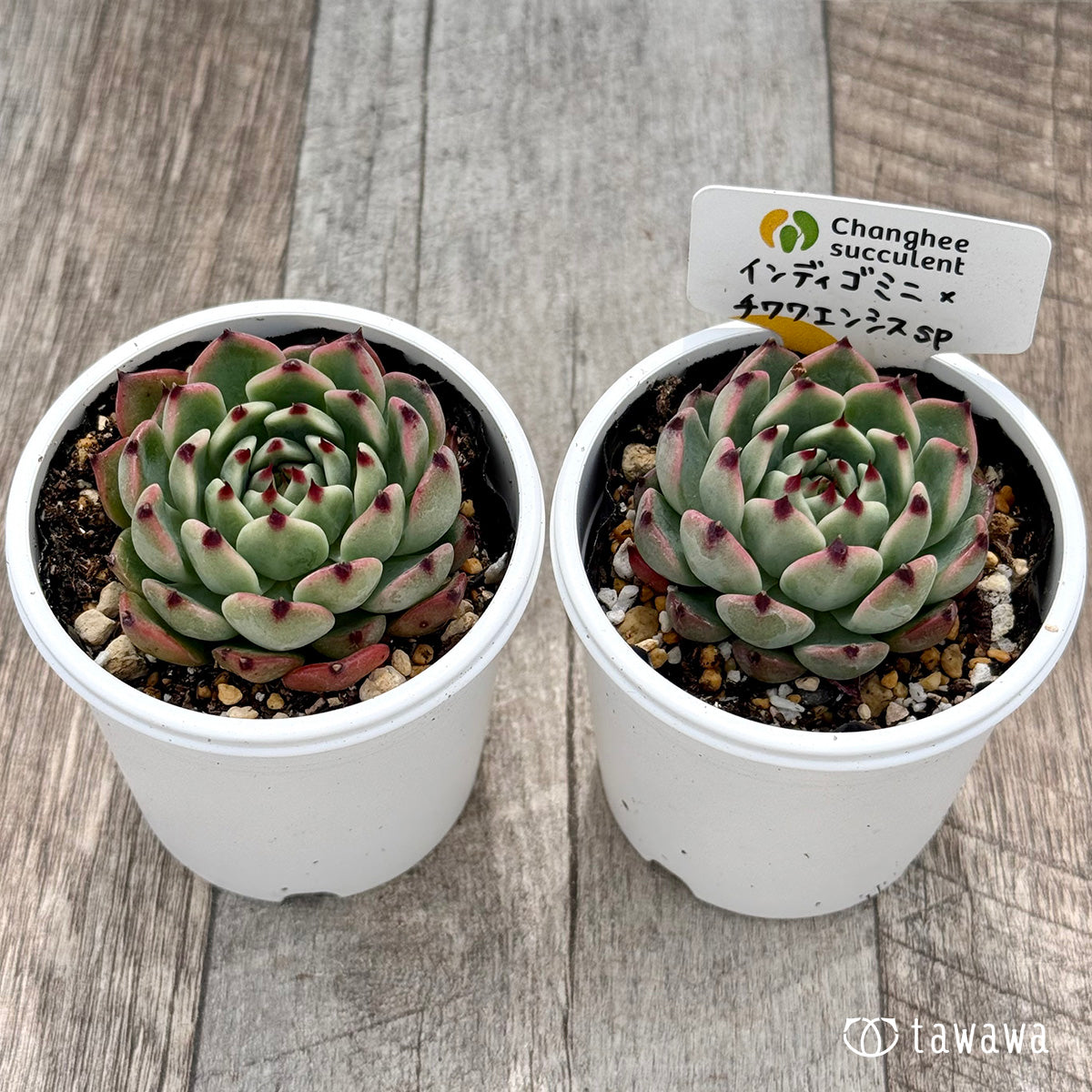 ＊新発売＊　インディゴミニ×チワワエンシスsp（チャンヒー農園）【tawawaハウス苗】