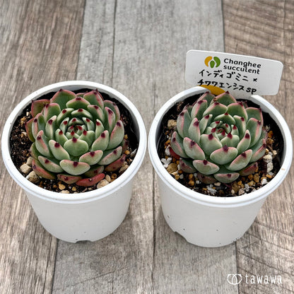 ＊新発売＊　インディゴミニ×チワワエンシスsp（チャンヒー農園）【tawawaハウス苗】
