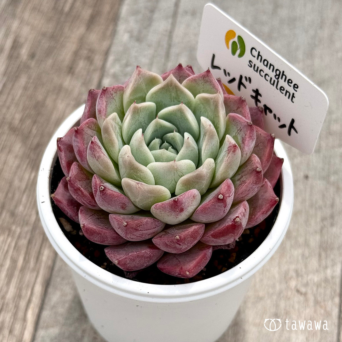 7.【チャンヒー農園苗】過去に販売した苗 – Page 51 – 多肉植物の通販