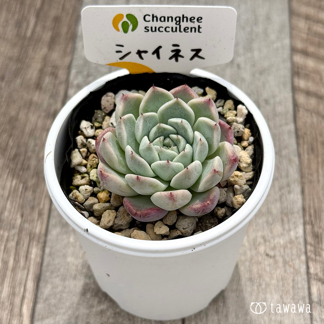 ＊新発売＊　シャイネス １（チャンヒー農園）【tawawaハウス苗】