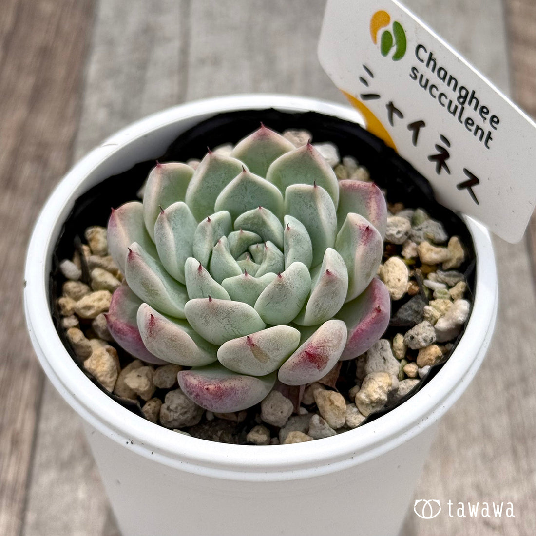 ＊新発売＊　シャイネス １（チャンヒー農園）【tawawaハウス苗】