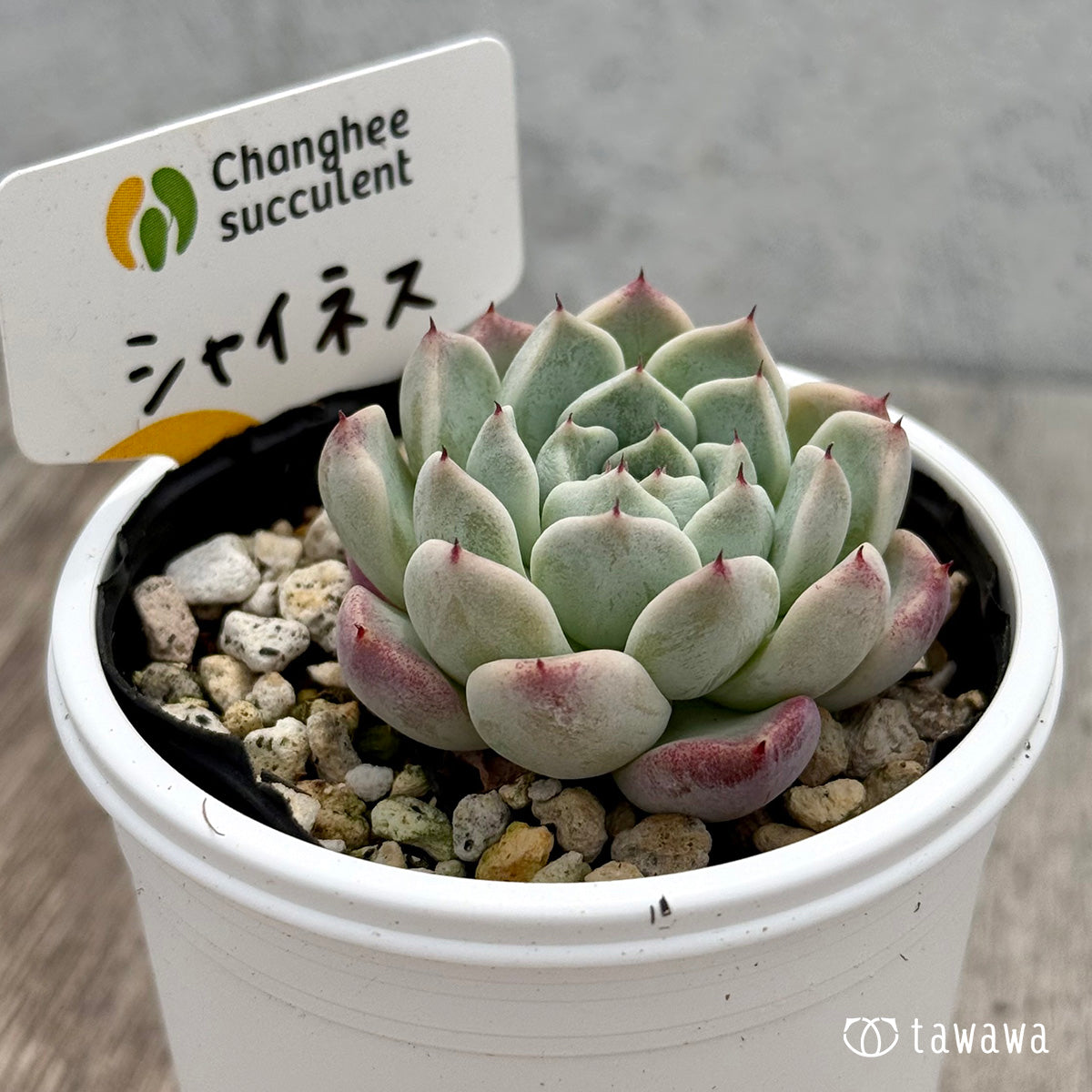 ＊新発売＊　シャイネス １（チャンヒー農園）【tawawaハウス苗】