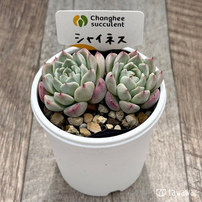 ＊新発売＊　シャイネス ２（チャンヒー農園）【tawawaハウス苗】