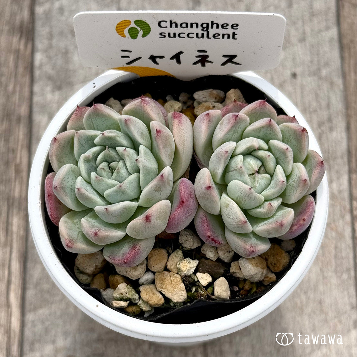 ＊新発売＊　シャイネス ２（チャンヒー農園）【tawawaハウス苗】