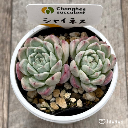 ＊新発売＊　シャイネス ２（チャンヒー農園）【tawawaハウス苗】