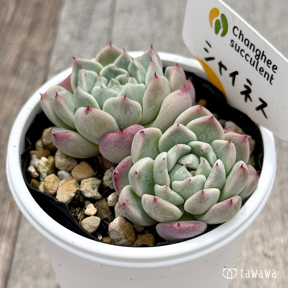 ＊新発売＊　シャイネス ２（チャンヒー農園）【tawawaハウス苗】