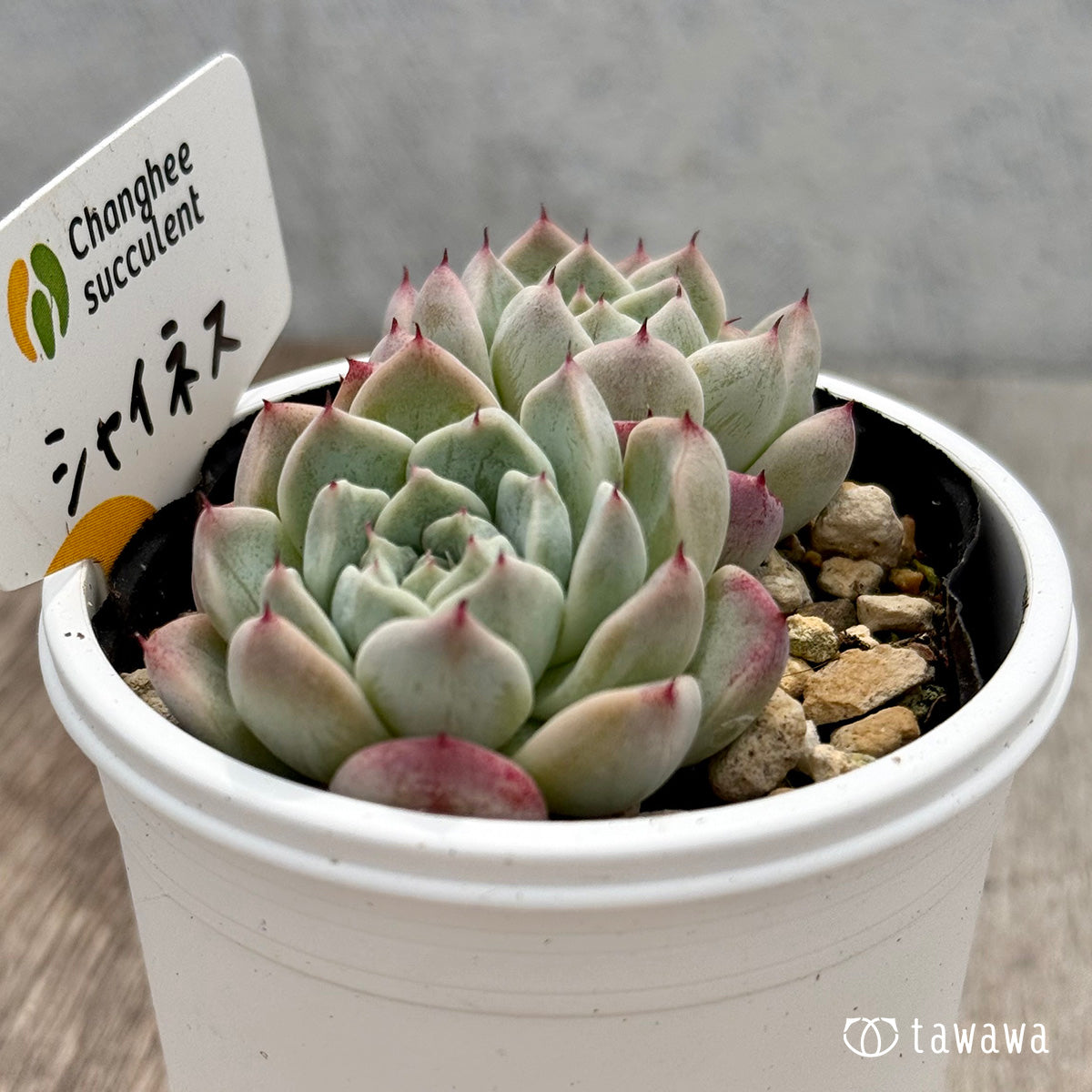 ＊新発売＊　シャイネス ２（チャンヒー農園）【tawawaハウス苗】