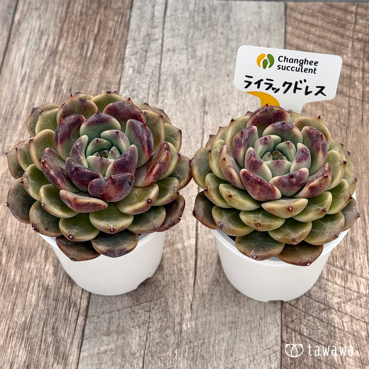 ＊新発売＊　ライラックドレス（チャンヒー農園）【tawawaハウス苗】