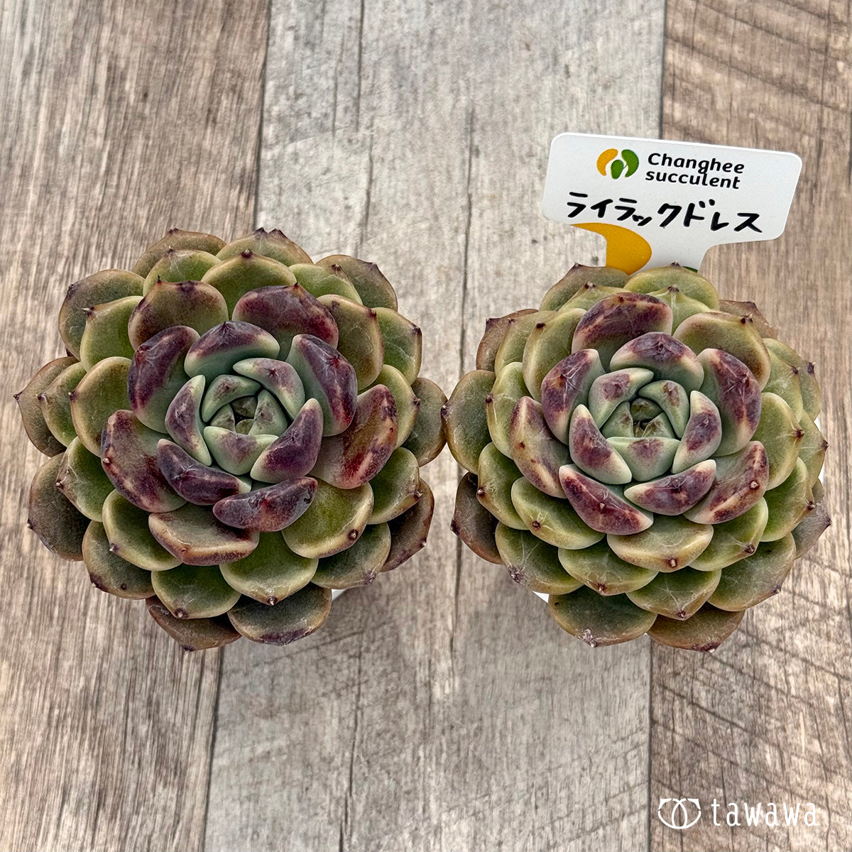 ＊新発売＊　ライラックドレス（チャンヒー農園）【tawawaハウス苗】