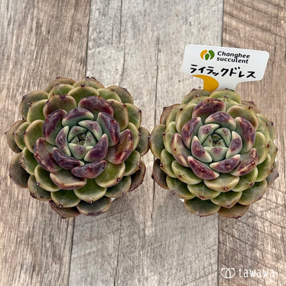 ＊新発売＊　ライラックドレス（チャンヒー農園）【tawawaハウス苗】