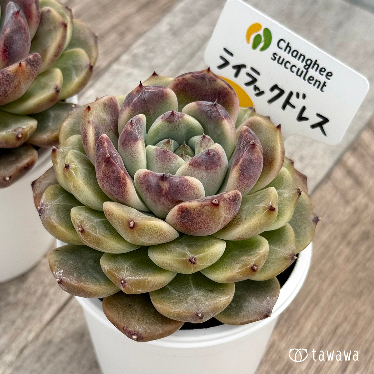 ＊新発売＊　ライラックドレス（チャンヒー農園）【tawawaハウス苗】