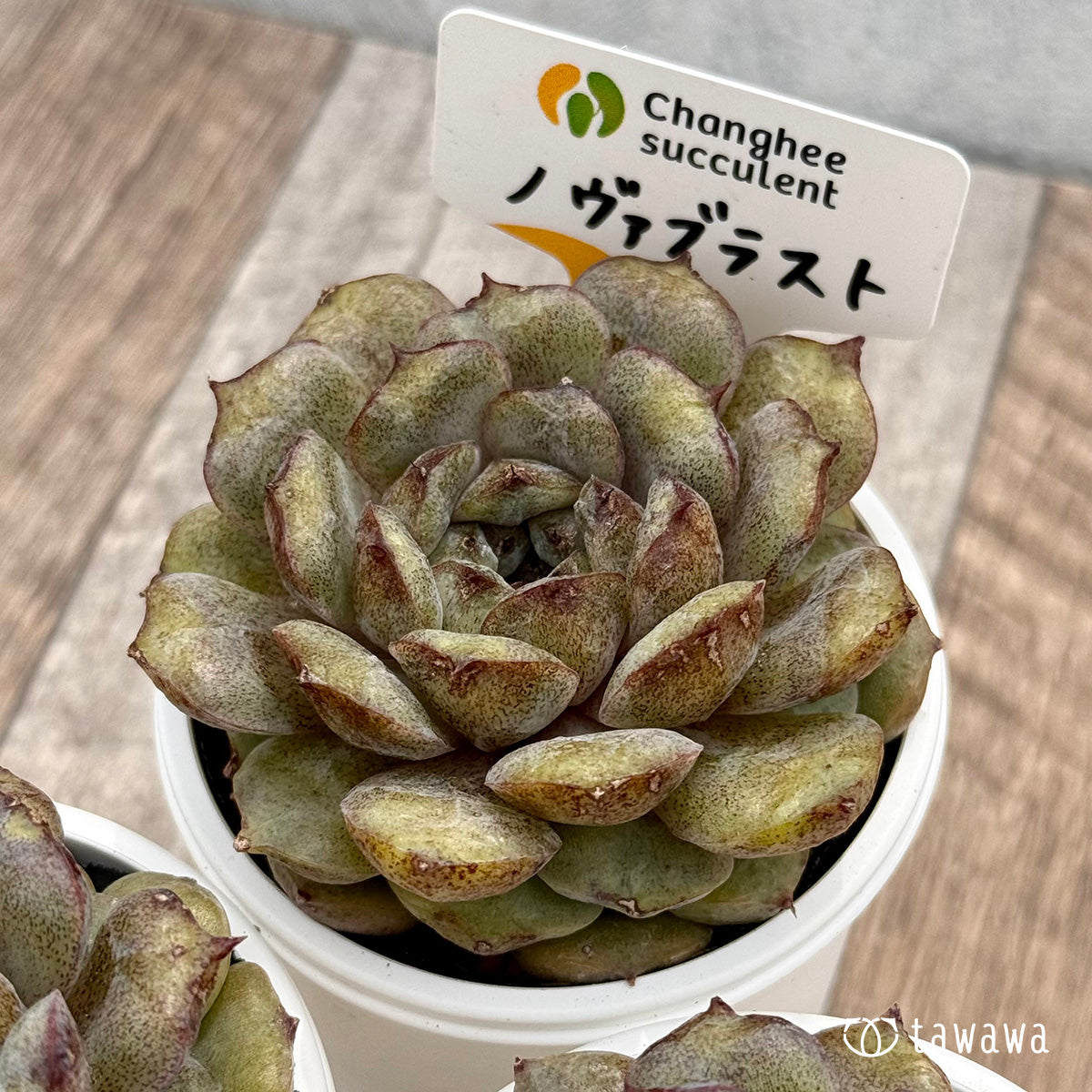 ＊新発売＊　ノヴァブラスト（チャンヒー農園）【tawawaハウス苗】