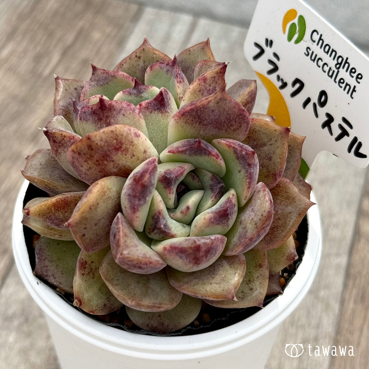 ＊新発売＊　ブラックパステル１（チャンヒー農園）【tawawaハウス苗】