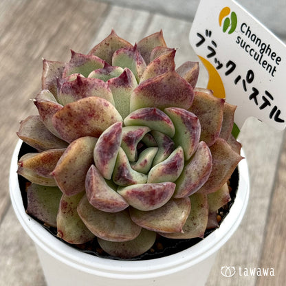 ＊新発売＊　ブラックパステル１（チャンヒー農園）【tawawaハウス苗】