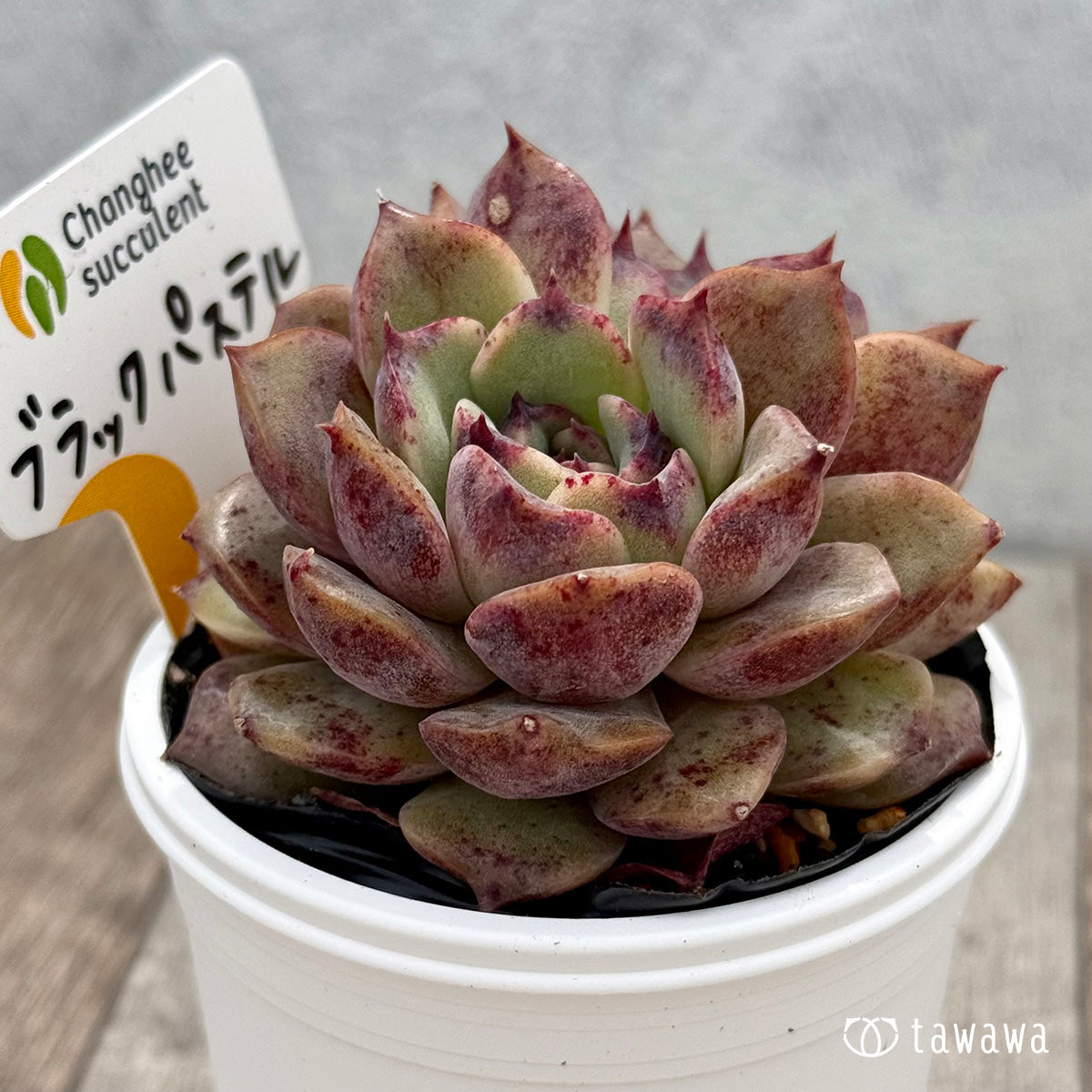 ＊新発売＊　ブラックパステル１（チャンヒー農園）【tawawaハウス苗】