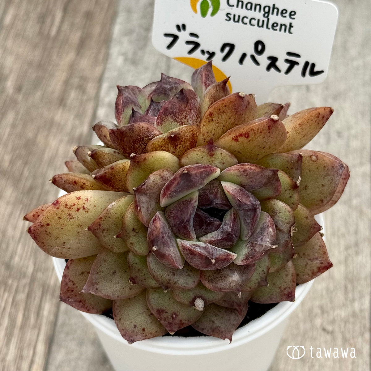 ＊新発売＊　ブラックパステル２（チャンヒー農園）【tawawaハウス苗】