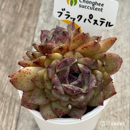 ＊新発売＊　ブラックパステル２（チャンヒー農園）【tawawaハウス苗】