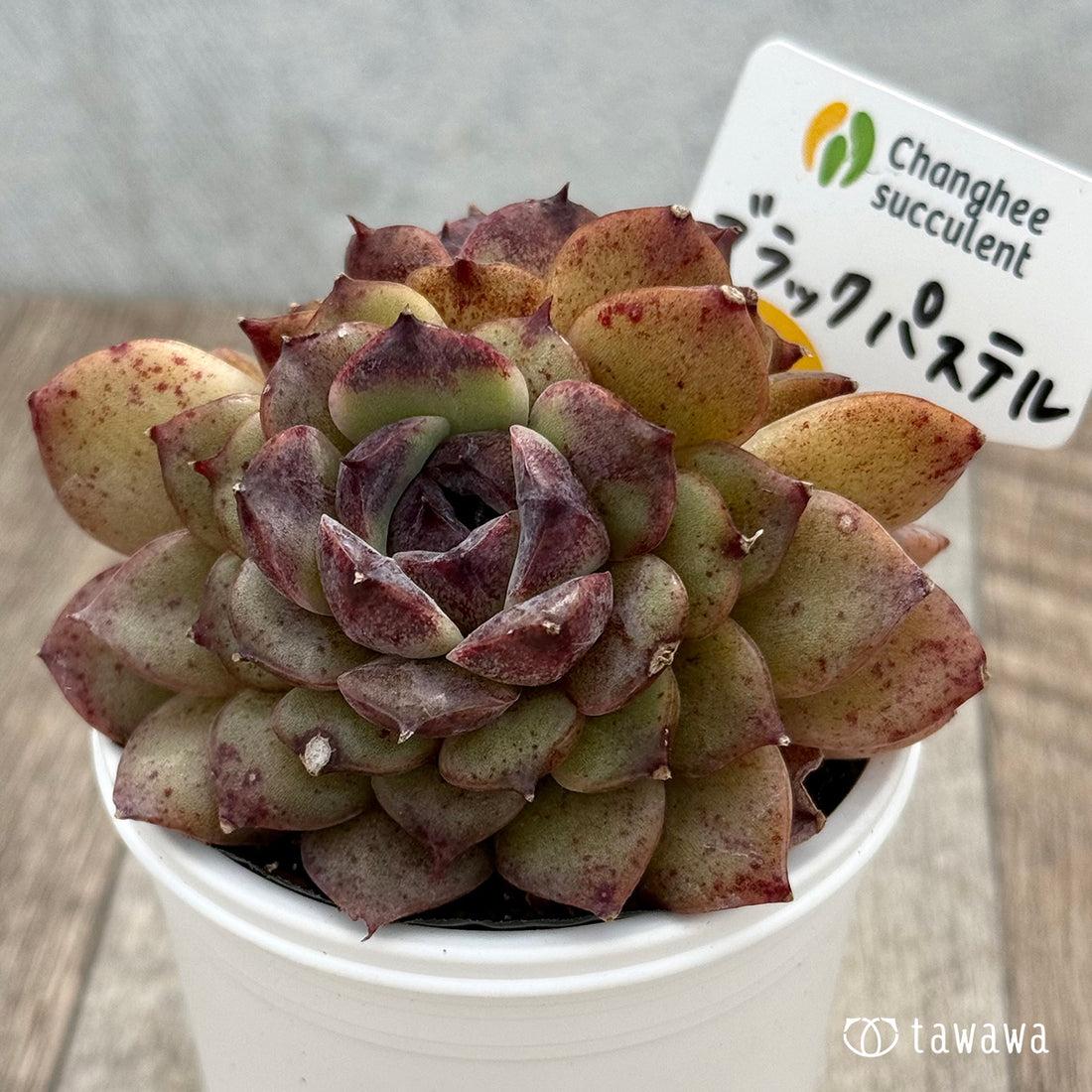 ＊新発売＊　ブラックパステル２（チャンヒー農園）【tawawaハウス苗】