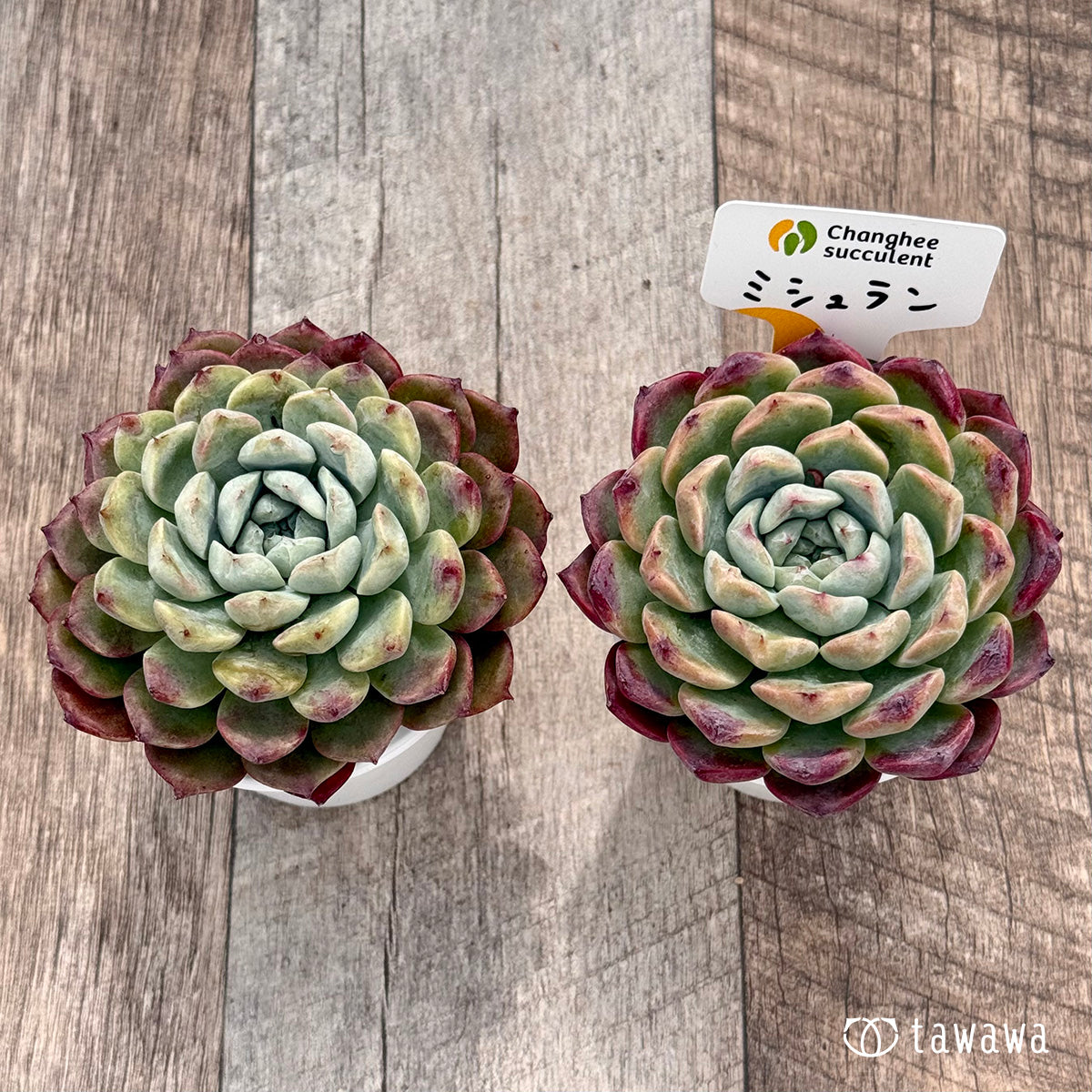 ＊新発売＊　ミシュラン（チャンヒー農園）【tawawaハウス苗】