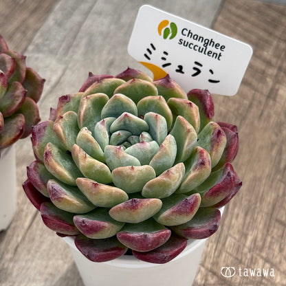 ＊新発売＊　ミシュラン（チャンヒー農園）【tawawaハウス苗】