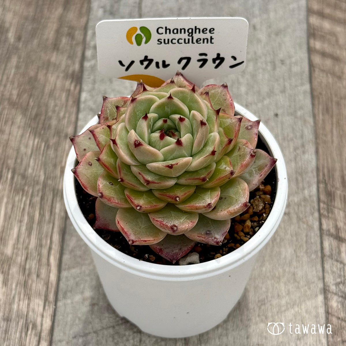 ＊新発売＊　ソウルクラウン（チャンヒー農園）【tawawaハウス苗】