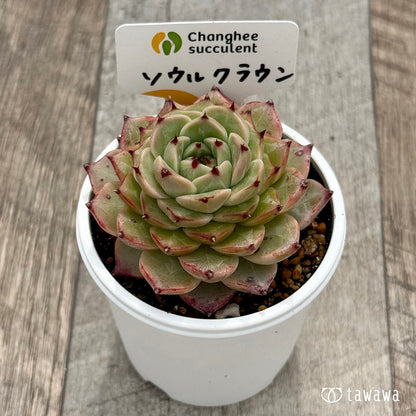 ＊新発売＊　ソウルクラウン（チャンヒー農園）【tawawaハウス苗】