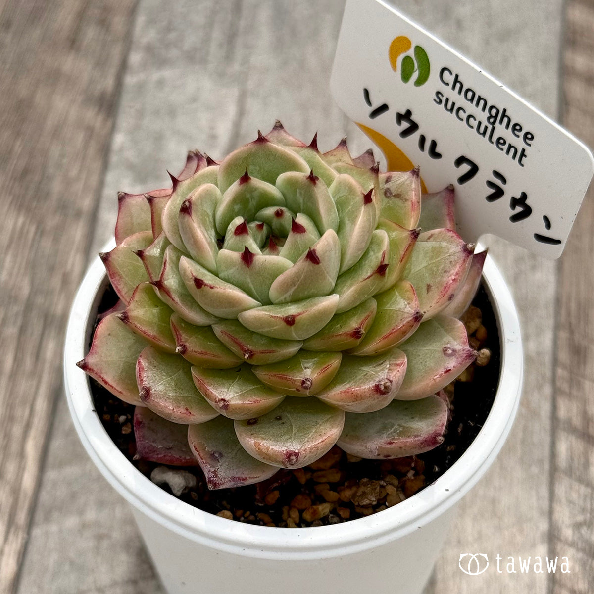 ＊新発売＊　ソウルクラウン（チャンヒー農園）【tawawaハウス苗】
