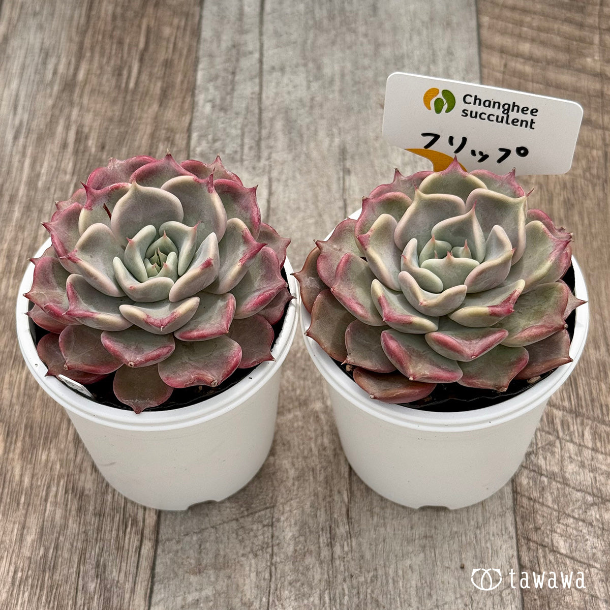 ＊新発売＊　フリップ（チャンヒー農園）【tawawaハウス苗】