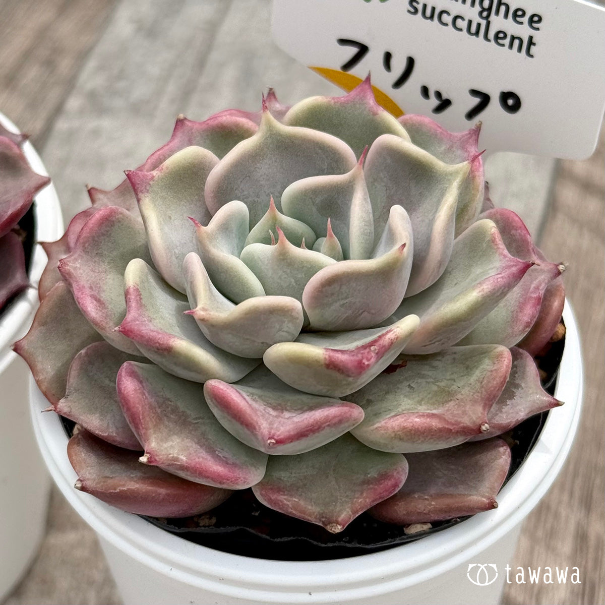 ＊新発売＊　フリップ（チャンヒー農園）【tawawaハウス苗】
