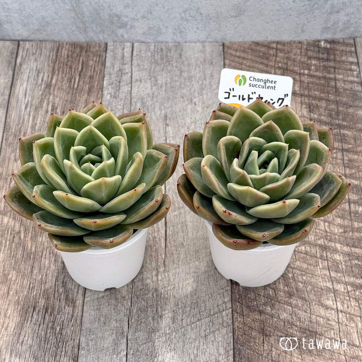 ＊新発売＊　ゴールドウィング（チャンヒー農園）【tawawaハウス苗】