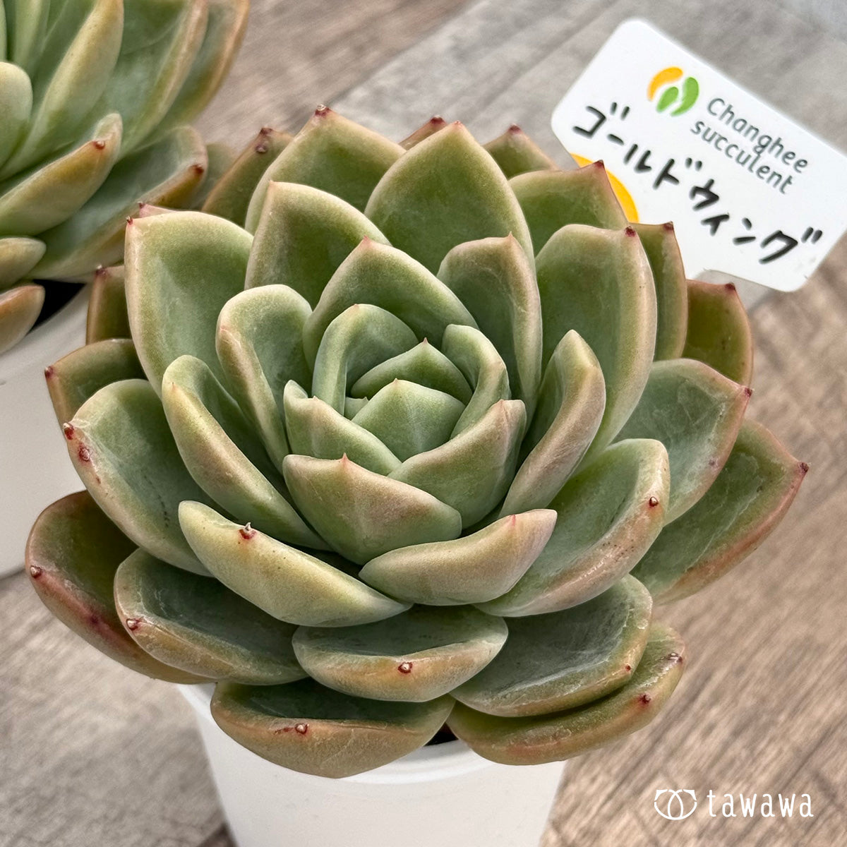 ＊新発売＊　ゴールドウィング（チャンヒー農園）【tawawaハウス苗】