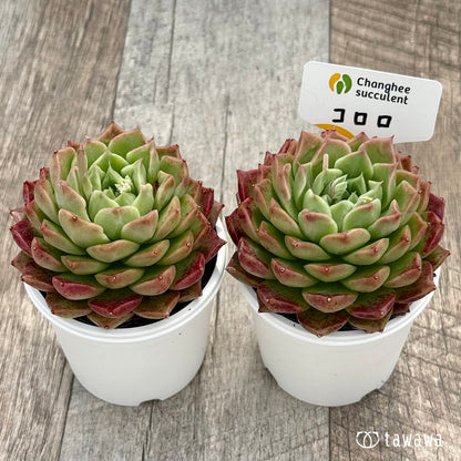 ＊新発売＊　コロロ（チャンヒー農園）【tawawaハウス苗】
