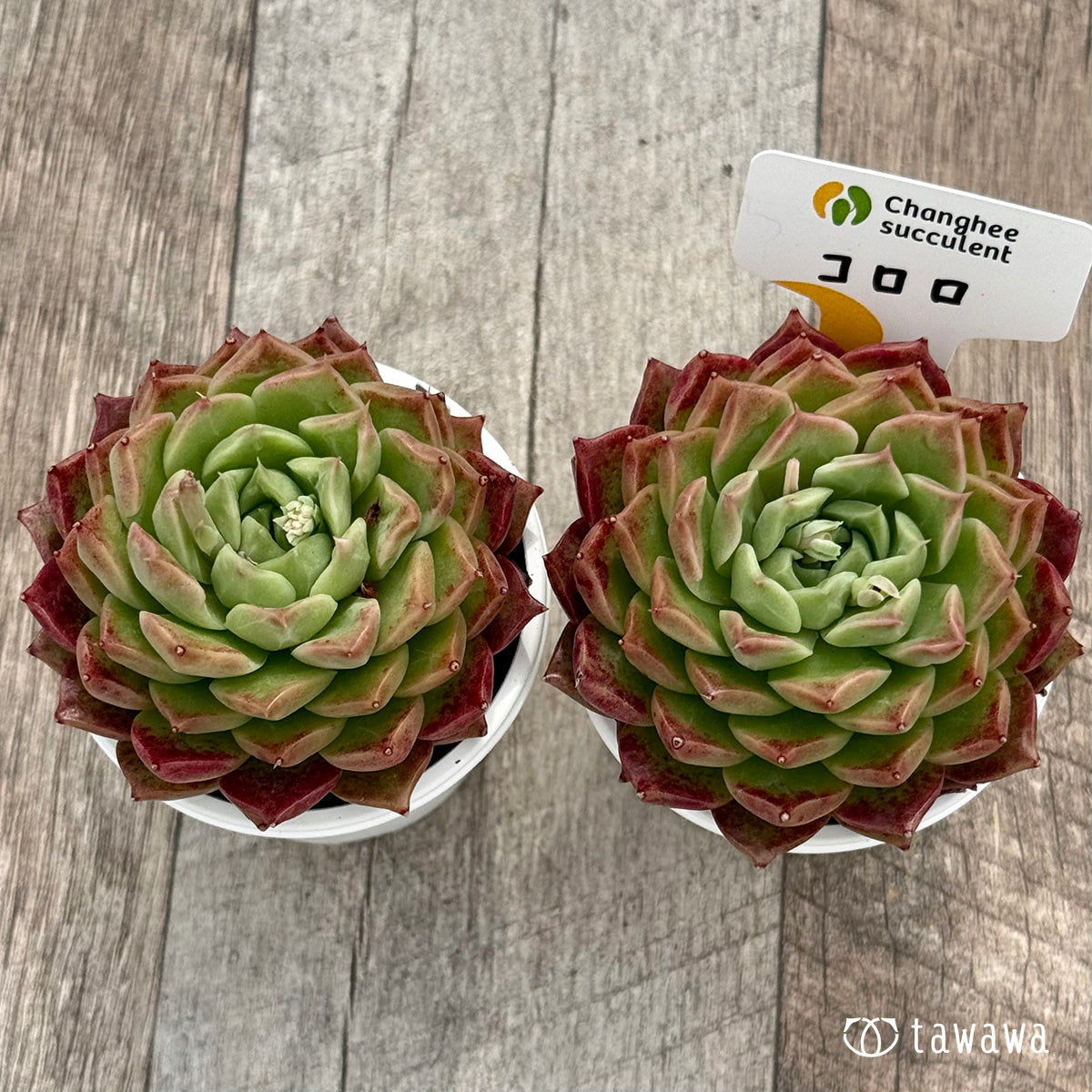 ＊新発売＊　コロロ（チャンヒー農園）【tawawaハウス苗】