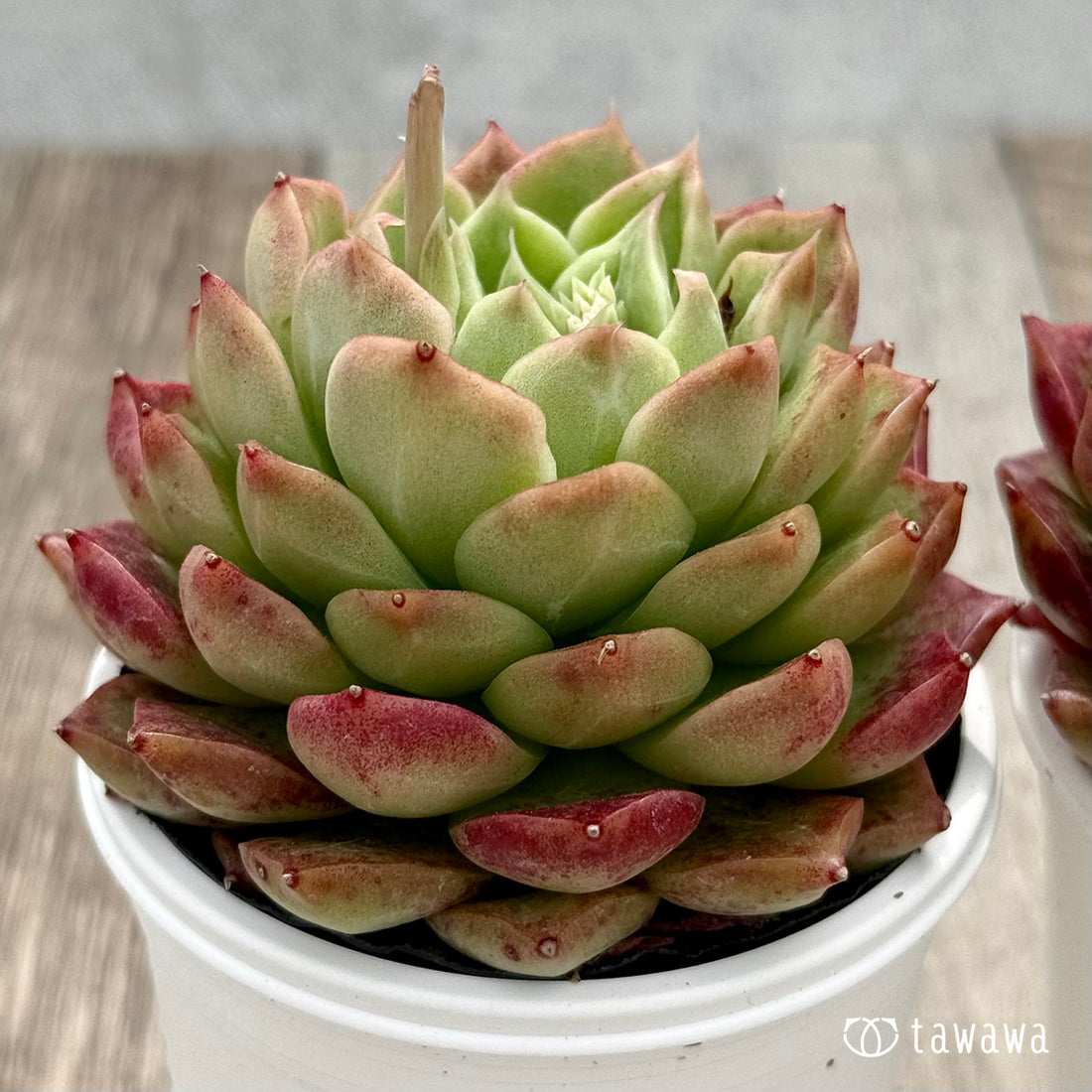 ＊新発売＊　コロロ（チャンヒー農園）【tawawaハウス苗】