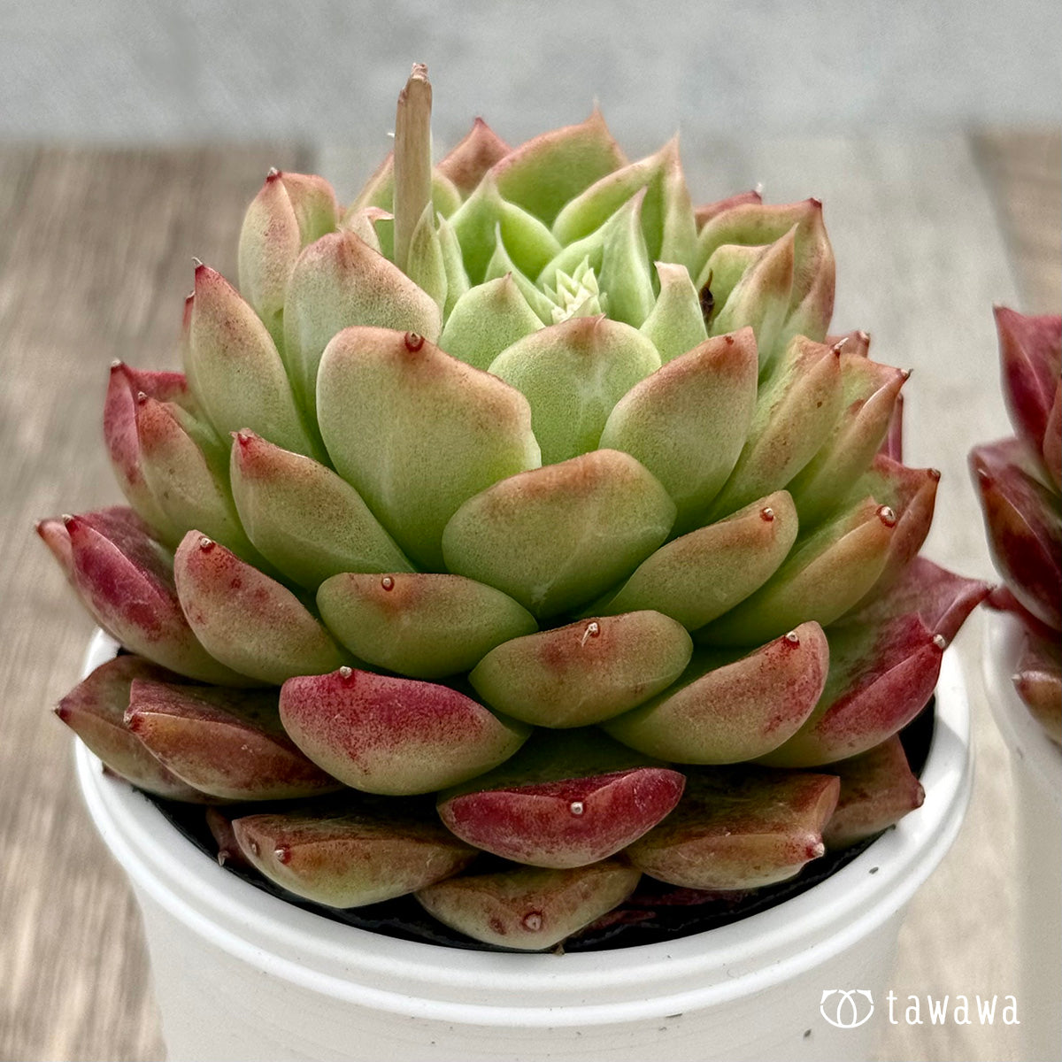 ＊新発売＊　コロロ（チャンヒー農園）【tawawaハウス苗】