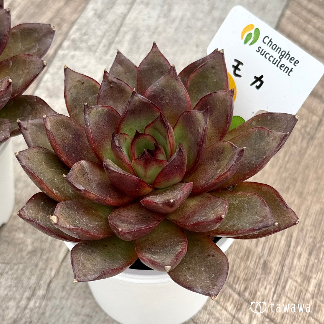 ＊新発売＊　モカ（チャンヒー農園）【tawawaハウス苗】