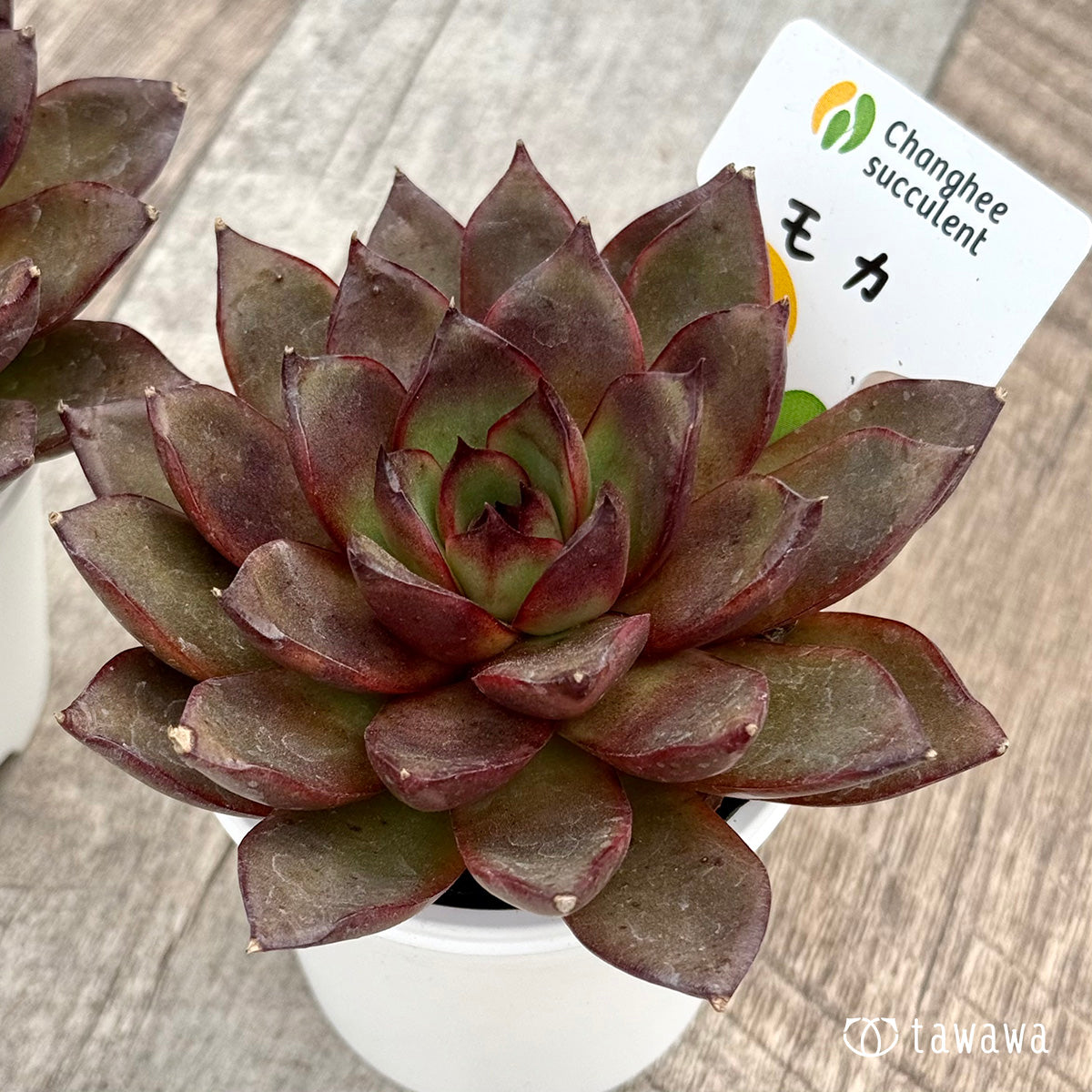 ＊新発売＊　モカ（チャンヒー農園）【tawawaハウス苗】