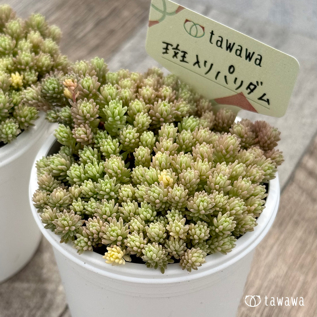 ＊新発売＊　斑入りパリダム【tawawaハウス苗】